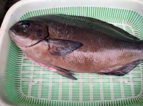 余ったメジナの刺身をメジナ茶漬けで 魚料理の簡単 おいしいレシピ集